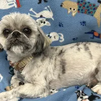 Attention Breeders, a male Shih Tzu for sale in Somerville, AL – Photo 4 of 4