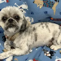 Attention Breeders, a male Shih Tzu for sale in Somerville, AL – Photo 1 of 4
