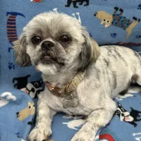 Attention Breeders, a male Shih Tzu for sale in Somerville, AL – Photo 3 of 4