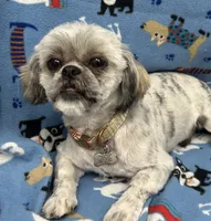 Attention Breeders, a male Shih Tzu for sale in Huntsville, AL – Photo 3 of 4