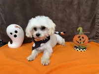 Gio, a male Maltese for sale in Somerville, AL – 2 of 8