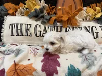 Red Girl, a female Maltipoo for sale in Somerville, AL – 4 of 5