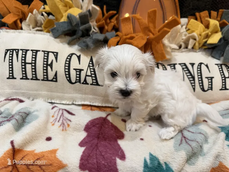 Red Girl – Maltipoo puppy for sale in Somerville, AL
