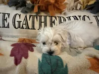 Purple Girl, a female Maltipoo for sale in Somerville, AL – 3 of 6