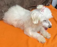 Piper, a female Maltipoo for sale in Somerville, AL – 6 of 7