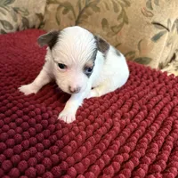 Tri color Chihuahua, a male Chihuahua for sale in Somerville, AL – Photo 5 of 5