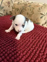 Tri color Chihuahua, a male Chihuahua for sale in Huntsville, AL – Photo 5 of 5