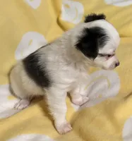 Tri color Chihuahua, a male Chihuahua for sale in Somerville, AL – Photo 4 of 10