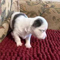 Tri color Chihuahua, a male Chihuahua for sale in Somerville, AL – Photo 1 of 5