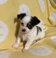 Tri color Chihuahua, a male Chihuahua for sale in Somerville, AL – Photo 2 of 10