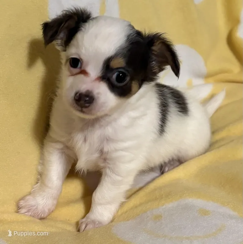 Tri color Chihuahua – Chihuahua puppy for sale in Somerville, AL