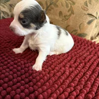 Tri color Chihuahua, a male Chihuahua for sale in Somerville, AL – Photo 4 of 5