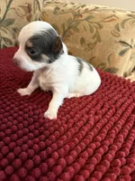 Tri color Chihuahua, a male Chihuahua for sale in Huntsville, AL – Photo 4 of 5