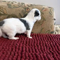 Tri color Chihuahua, a male Chihuahua for sale in Somerville, AL – Photo 2 of 5