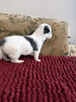 Tri color Chihuahua, a male Chihuahua for sale in Huntsville, AL – Photo 2 of 5