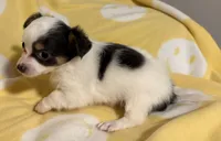 Tri color Chihuahua, a male Chihuahua for sale in Somerville, AL – Photo 5 of 10