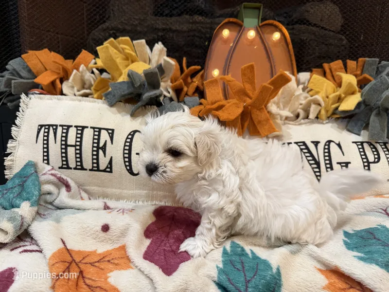 Blue Boy – Maltipoo puppy for sale in Somerville, AL