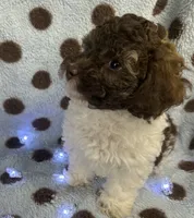 Brown & White Boy, a male Poodle - Toy  for sale in Somerville, AL – 2 of 5