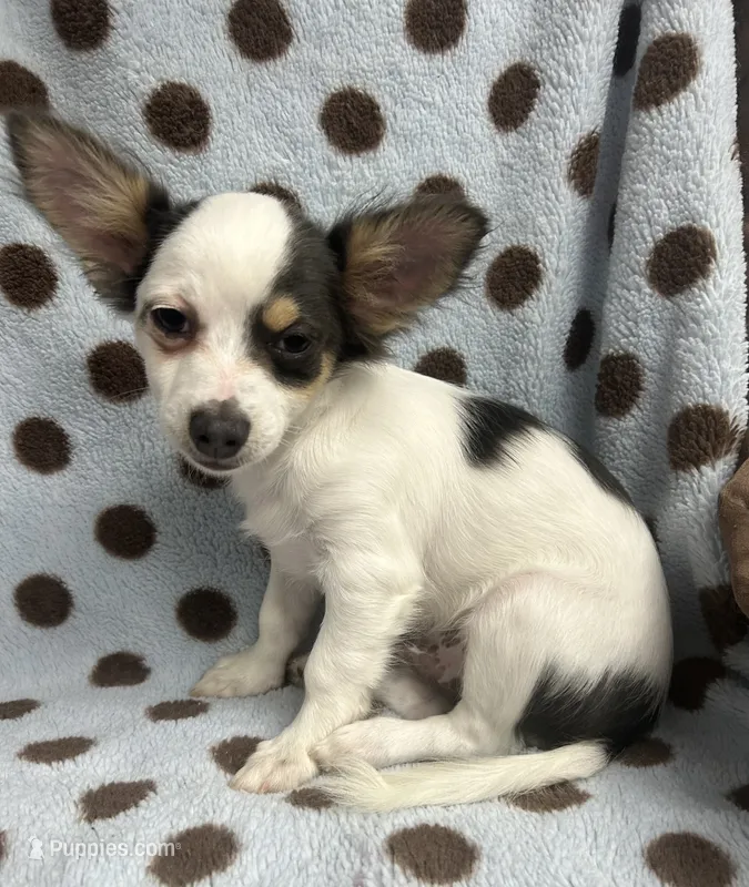 Blue Tri color Chihuahua – Chihuahua puppy for sale in Somerville, AL