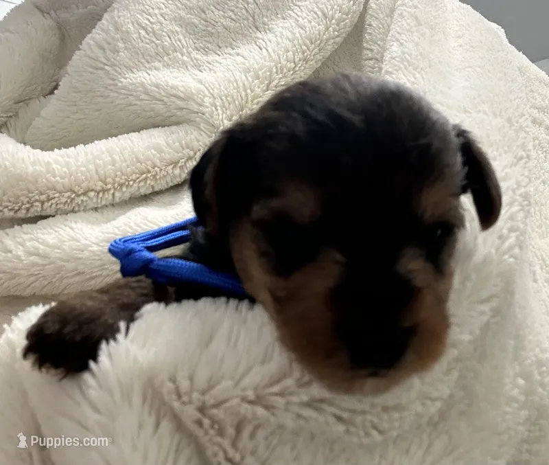 Blue Boy – Yorkshire Terrier puppy for sale in Somerville, AL