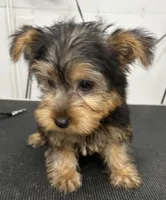Blue Boy, a male Yorkshire Terrier for sale in Somerville, AL – 2 of 10