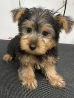 Blue Boy, a male Yorkshire Terrier for sale in Somerville, AL – 4 of 10