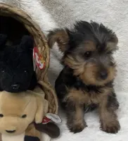 Blue Boy, a male Yorkshire Terrier for sale in Somerville, AL – 6 of 10