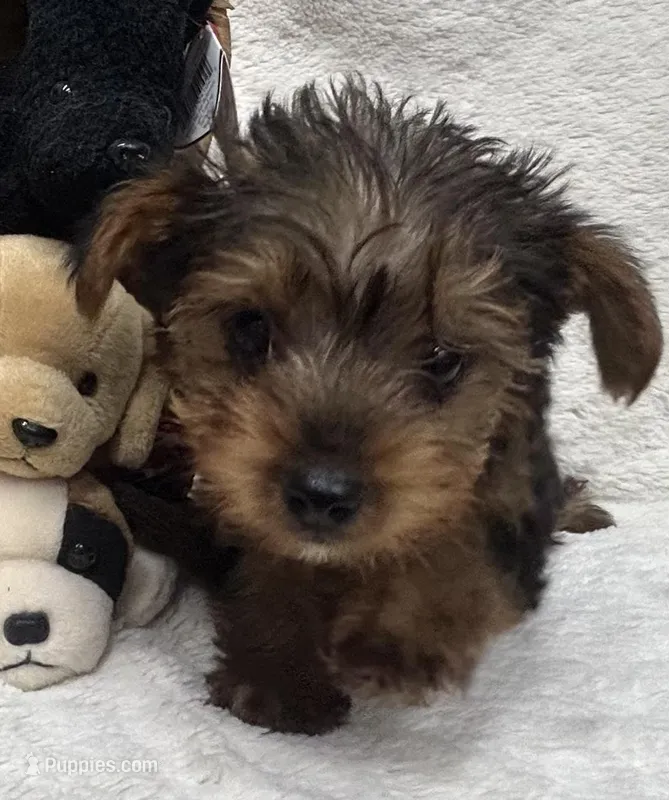 Blue Boy – Yorkshire Terrier puppy for sale in Somerville, AL
