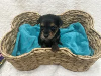 Blue Boy, a male Yorkshire Terrier for sale in Somerville, AL – Photo 2 of 4