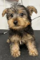 Blue Boy, a male Yorkshire Terrier for sale in Somerville, AL – 3 of 10