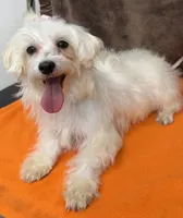 Piper, a female Maltipoo for sale in Somerville, AL – 3 of 7
