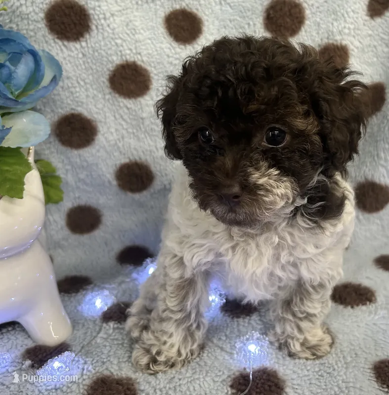 Tri Color Female  – Poodle - Toy  puppy for sale in Somerville, AL