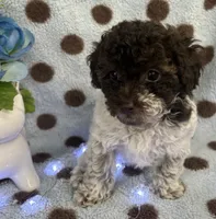 Tri Color Female , a female Poodle - Toy  for sale in Somerville, AL – 1 of 7