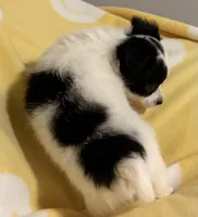 Black & White Chihuahua , a male Chihuahua for sale in Somerville, AL – Photo 3 of 10