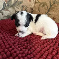 Black & White Chihuahua , a male Chihuahua for sale in Somerville, AL – Photo 3 of 4