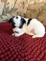 Black & White Chihuahua , a male Chihuahua for sale in Huntsville, AL – Photo 3 of 4