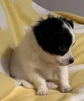 Black & White Chihuahua , a male Chihuahua for sale in Somerville, AL – Photo 2 of 10