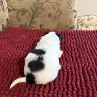 Black & White Chihuahua , a male Chihuahua for sale in Somerville, AL – Photo 4 of 4