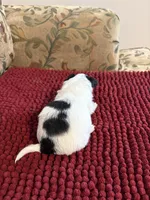 Black & White Chihuahua , a male Chihuahua for sale in Huntsville, AL – Photo 4 of 4