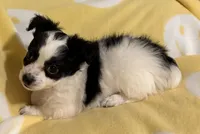 Black & White Chihuahua , a male Chihuahua for sale in Somerville, AL – Photo 6 of 10