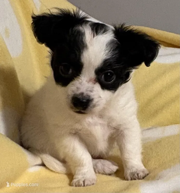 Black & White Chihuahua  – Chihuahua puppy for sale in Somerville, AL