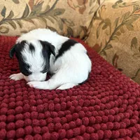 Black & White Chihuahua , a male Chihuahua for sale in Somerville, AL – Photo 2 of 4