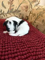 Black & White Chihuahua , a male Chihuahua for sale in Huntsville, AL – Photo 2 of 4