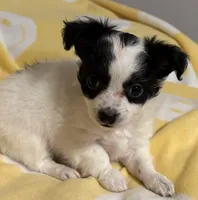 Black & White Chihuahua , a male Chihuahua for sale in Somerville, AL – Photo 5 of 10