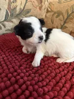 Black & White Chihuahua , a male Chihuahua for sale in Huntsville, AL – Photo 1 of 4