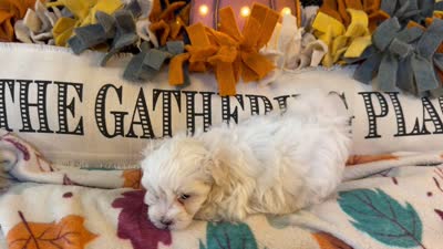 Yellow Girl, a female Maltipoo for sale in Somerville, AL – 5 of 5