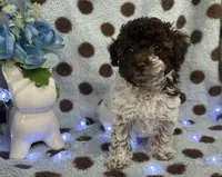Tri Color Female , a female Poodle - Toy  for sale in Somerville, AL – 6 of 7