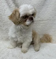 Walley, a male Shih Tzu for sale in Somerville, AL – 6 of 8
