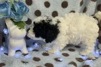 Black & White Boy, a male Poodle - Toy  for sale in Somerville, AL – 3 of 6