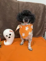 Patches, a male Poodle - Toy  for sale in Somerville, AL – 7 of 10
